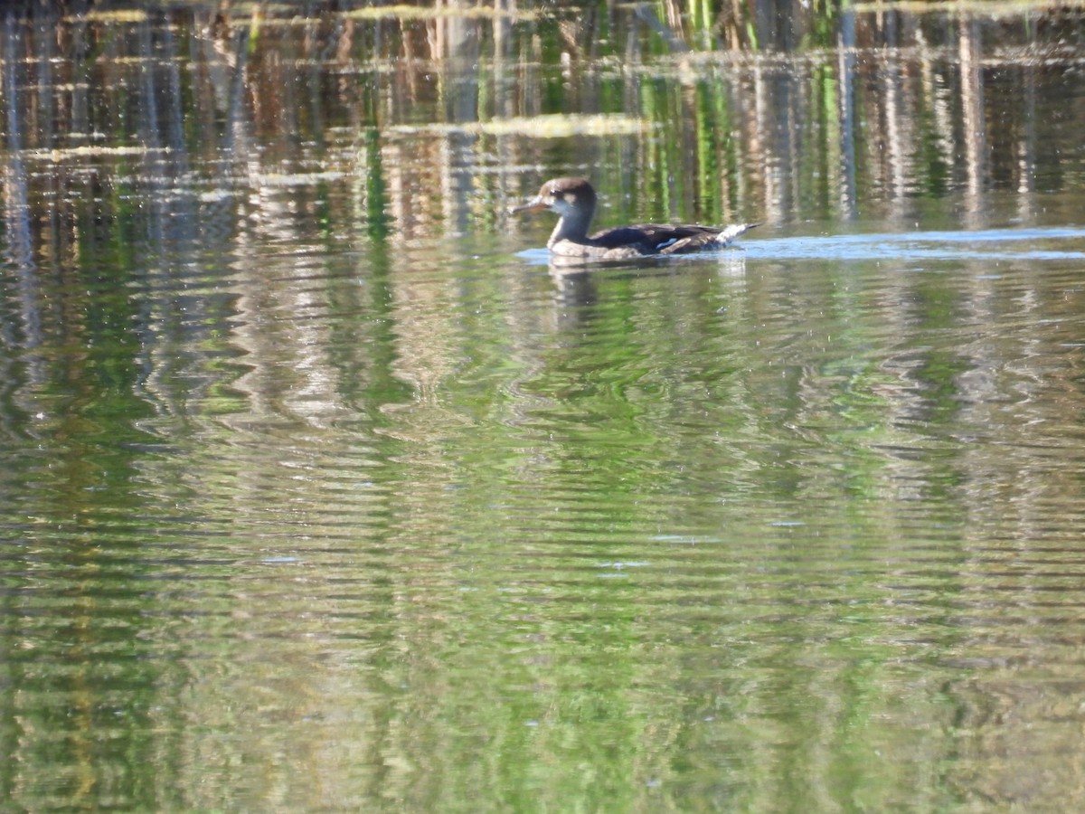 Hooded Merganser - ML641223076