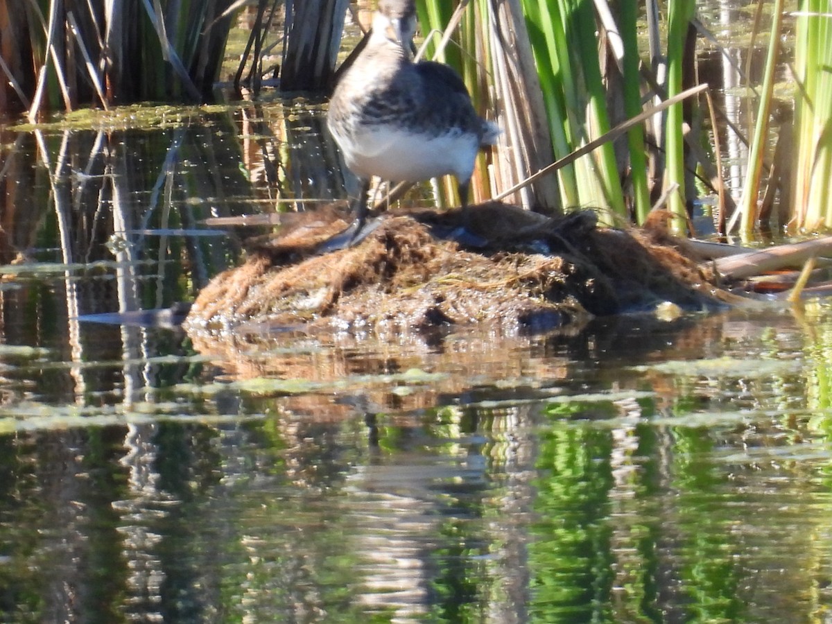 Hooded Merganser - ML641223079