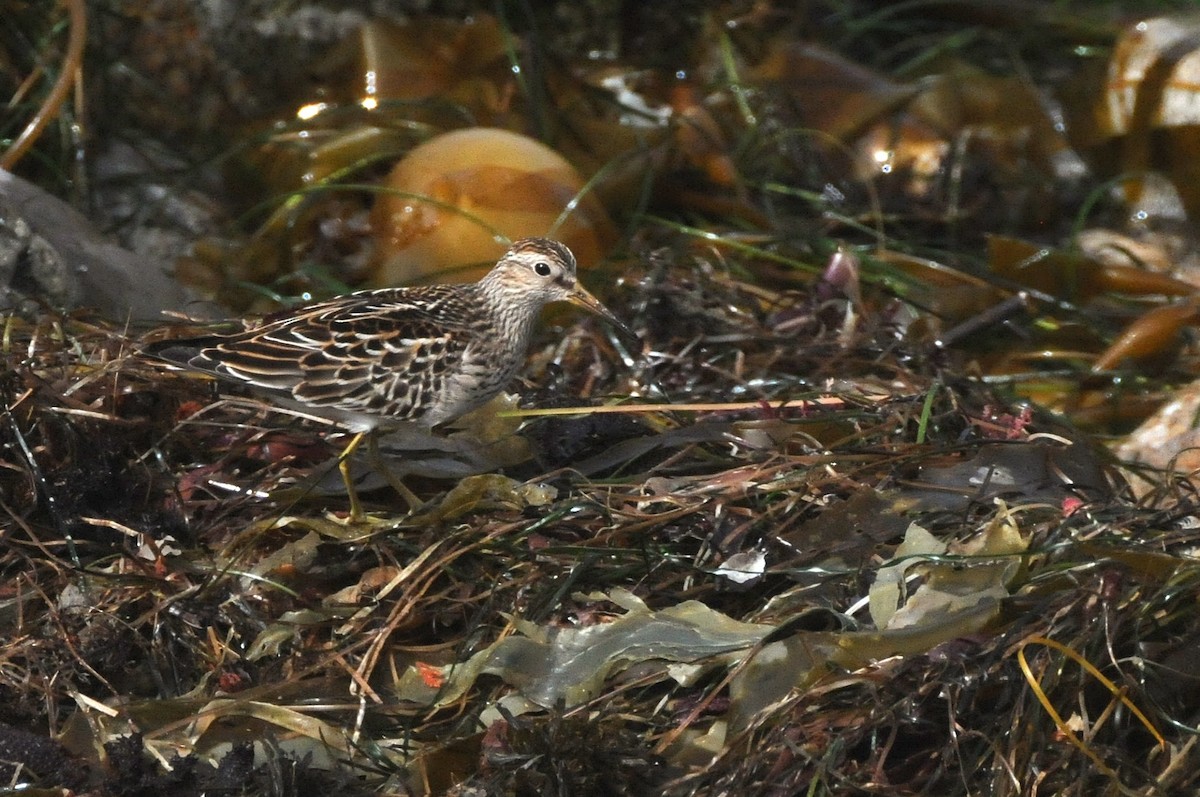 Pectoral Sandpiper - ML641223095