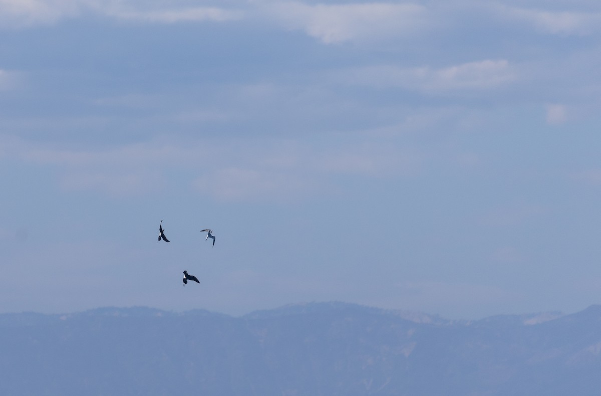 Parasitic Jaeger - ML641223167