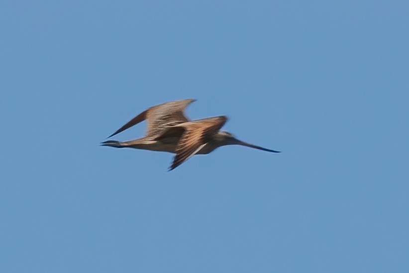 Marbled Godwit - ML641223177