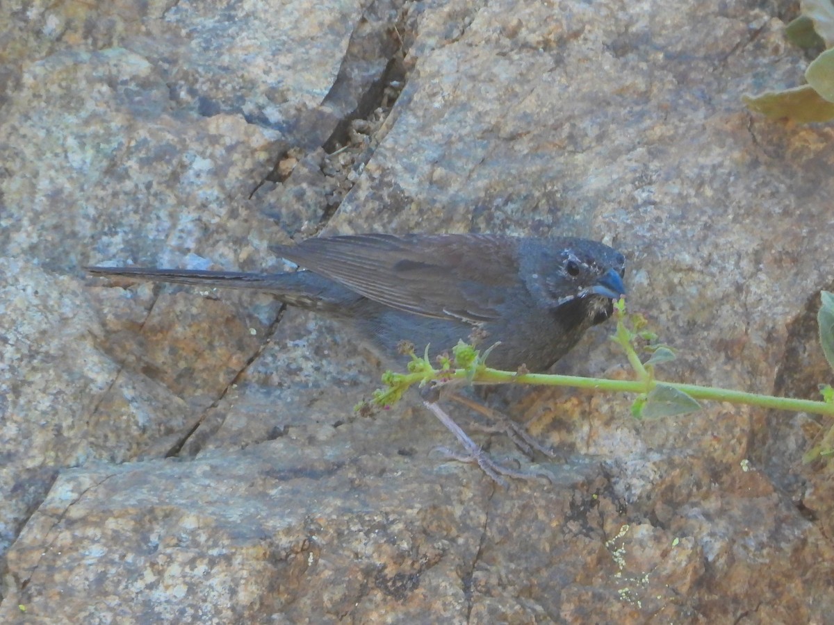 Five-striped Sparrow - ML641223198