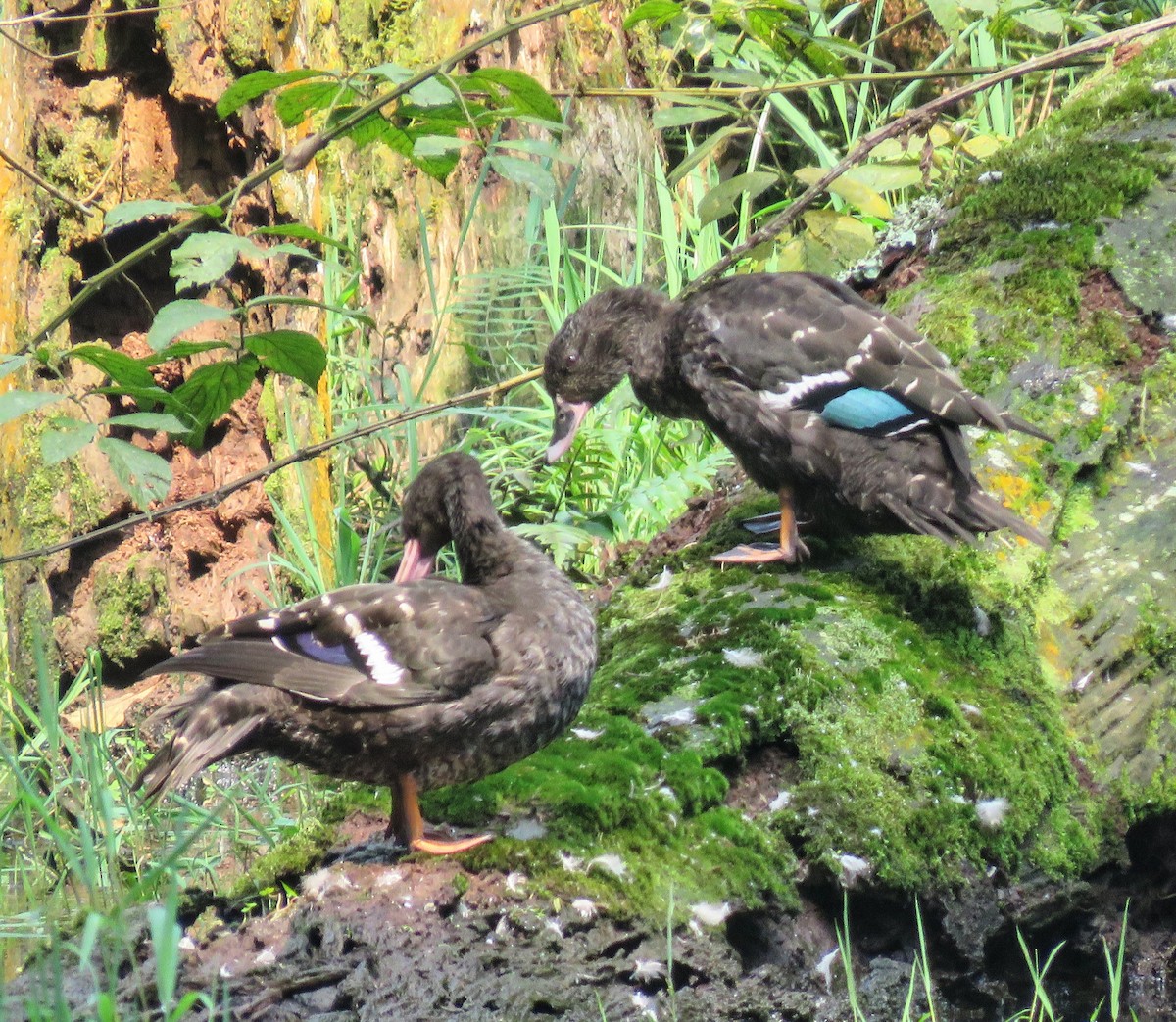 African Black Duck - ML641223216