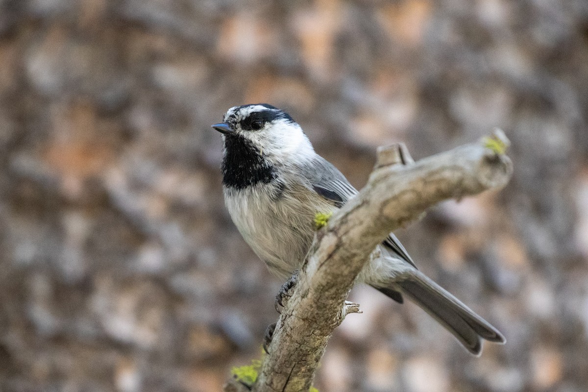Mésange de Gambel - ML641223223