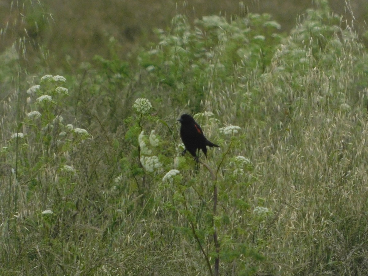 Red-winged Blackbird (California Bicolored) - ML641223243