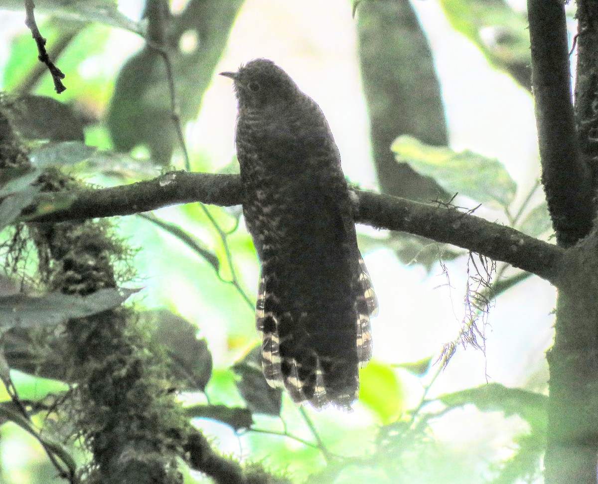 Barred Long-tailed Cuckoo - ML641223262