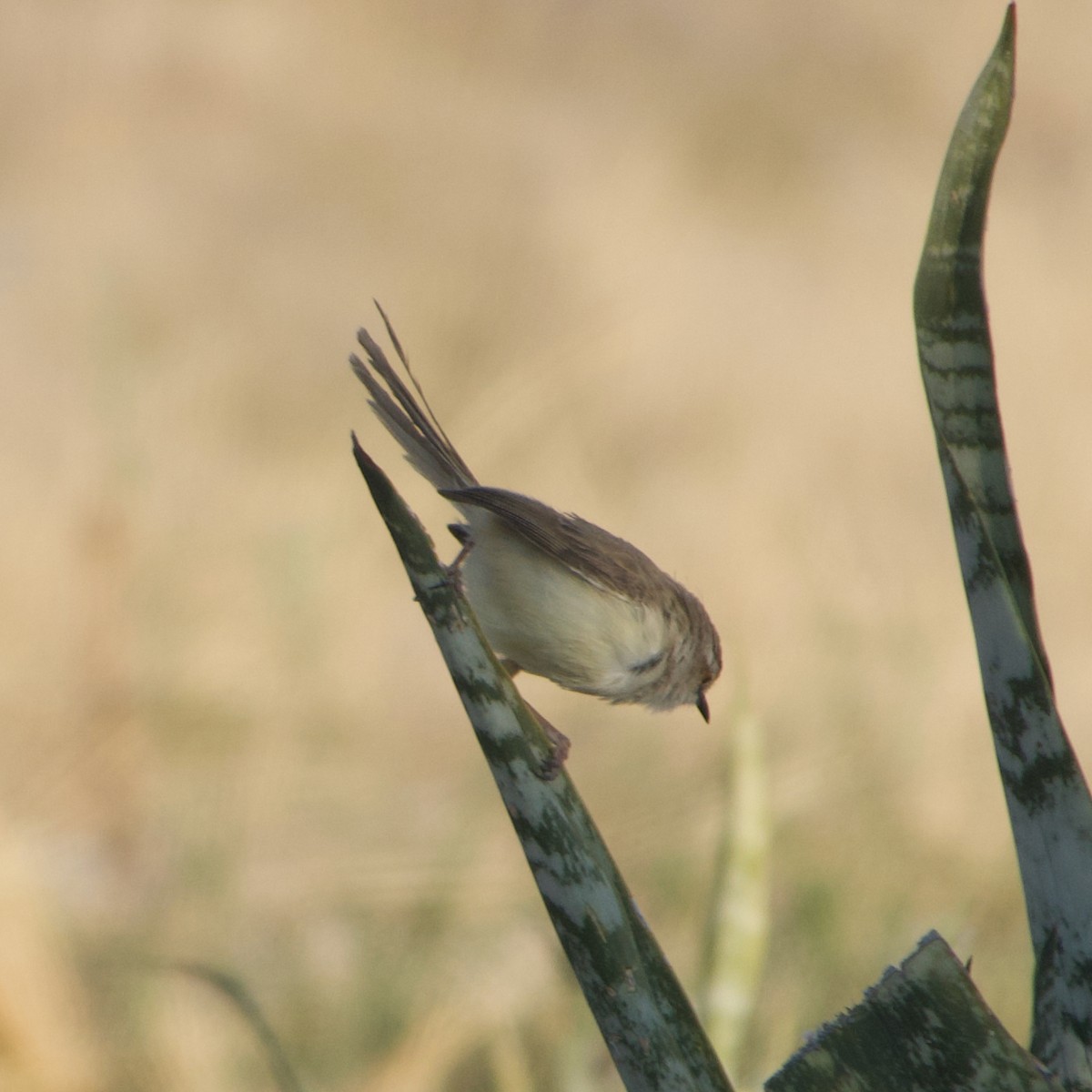 Black-chested Prinia - ML641223282