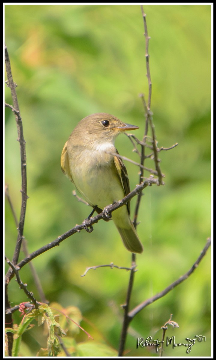 Empidonax sp. - ML641223315