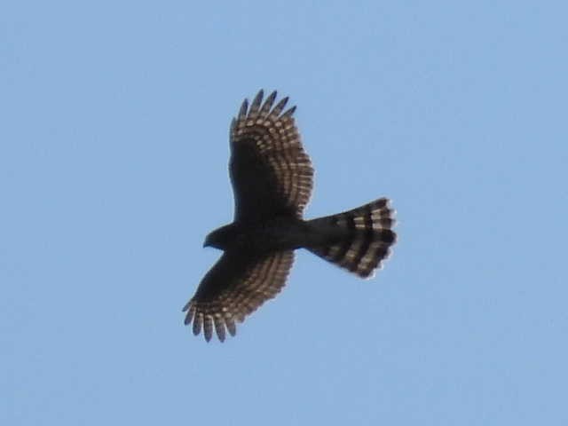 Sharp-shinned Hawk - ML641223330