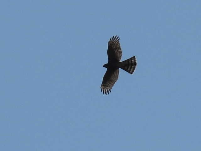 Sharp-shinned Hawk - ML641223331