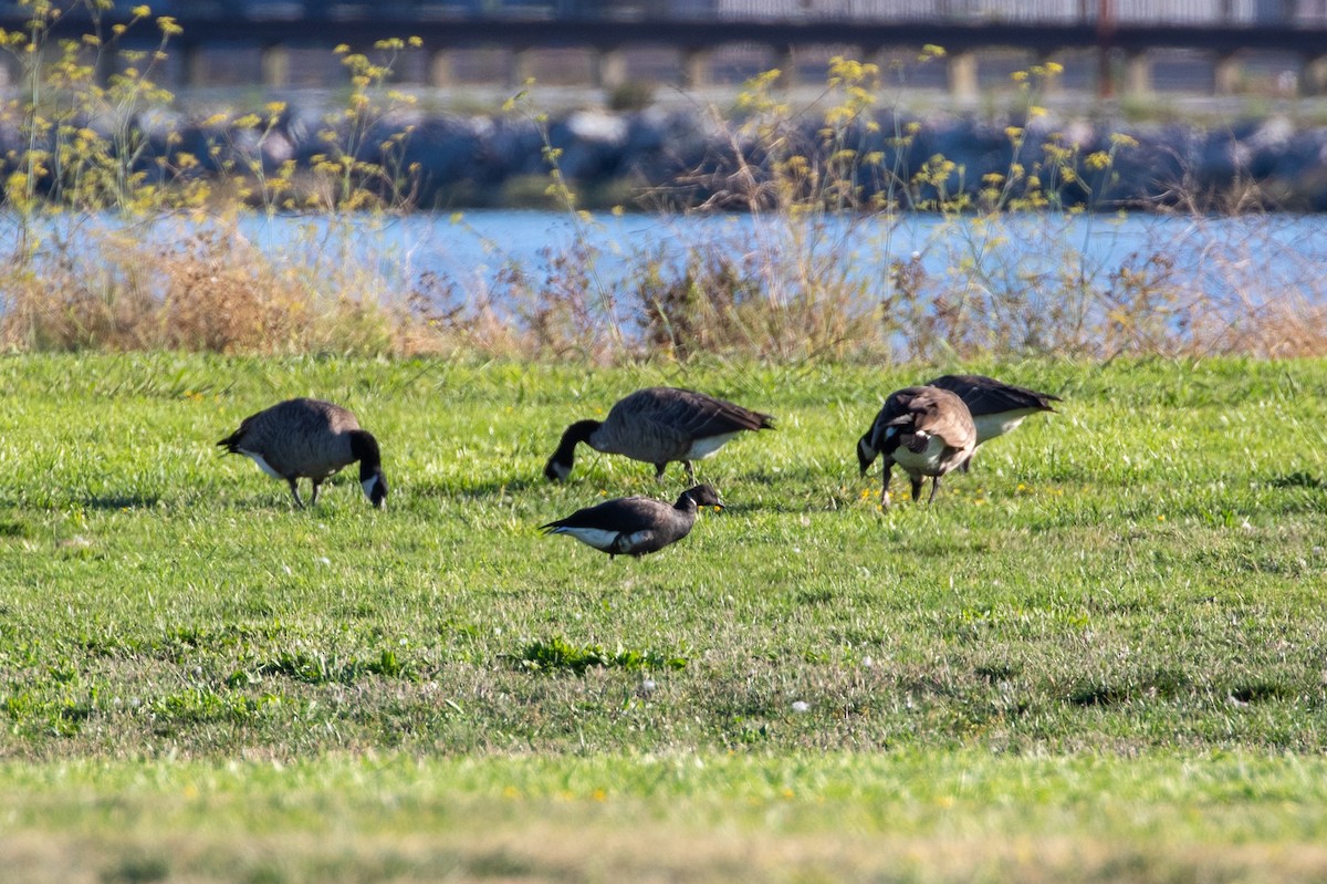 Brant - ML641223356