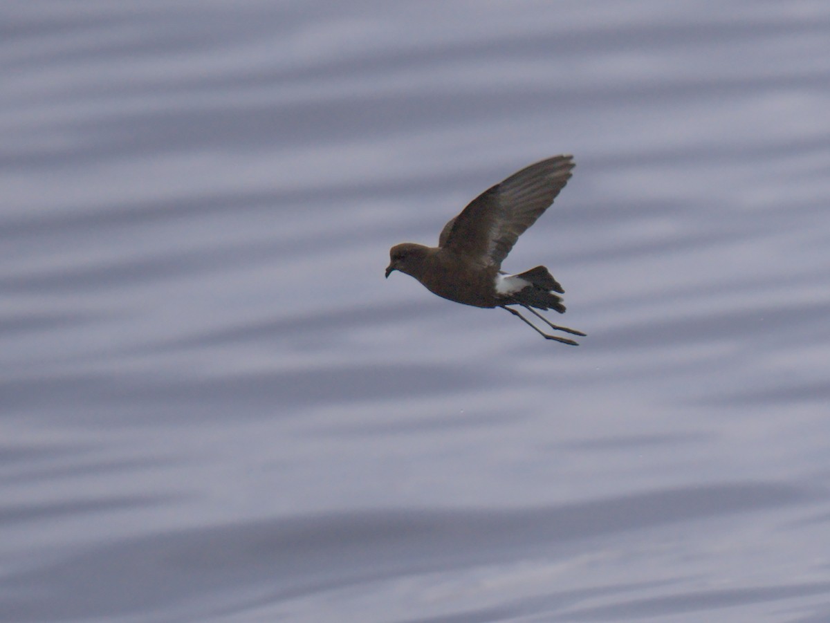 Wilson's Storm-Petrel - ML641223359