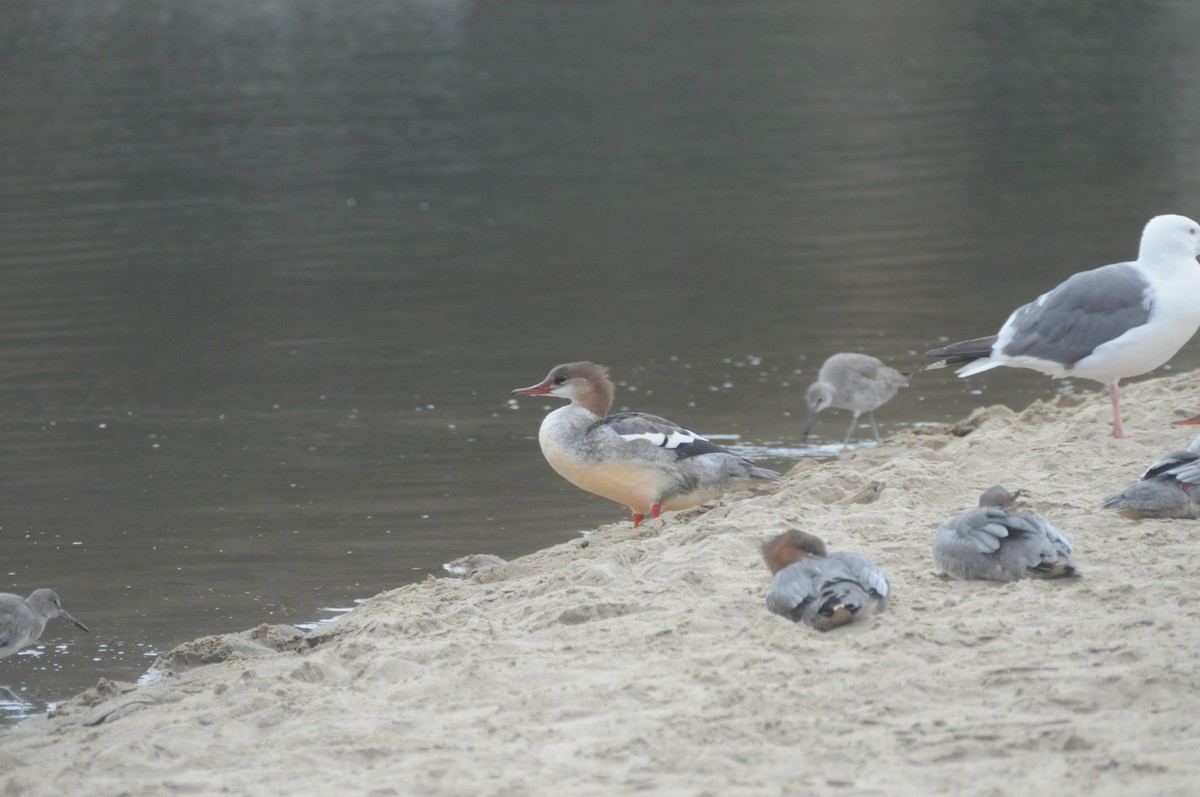 Common Merganser - ML641223379