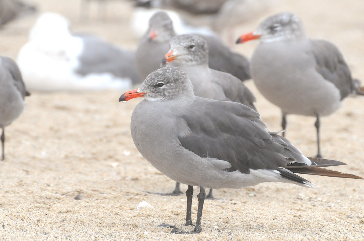 Heermann's Gull - ML641223410