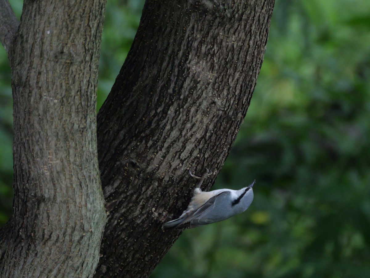 Eurasian Nuthatch - ML641223478