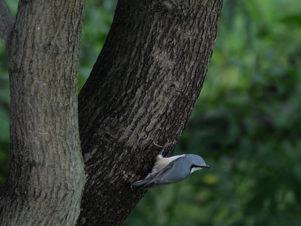 Eurasian Nuthatch - ML641223479