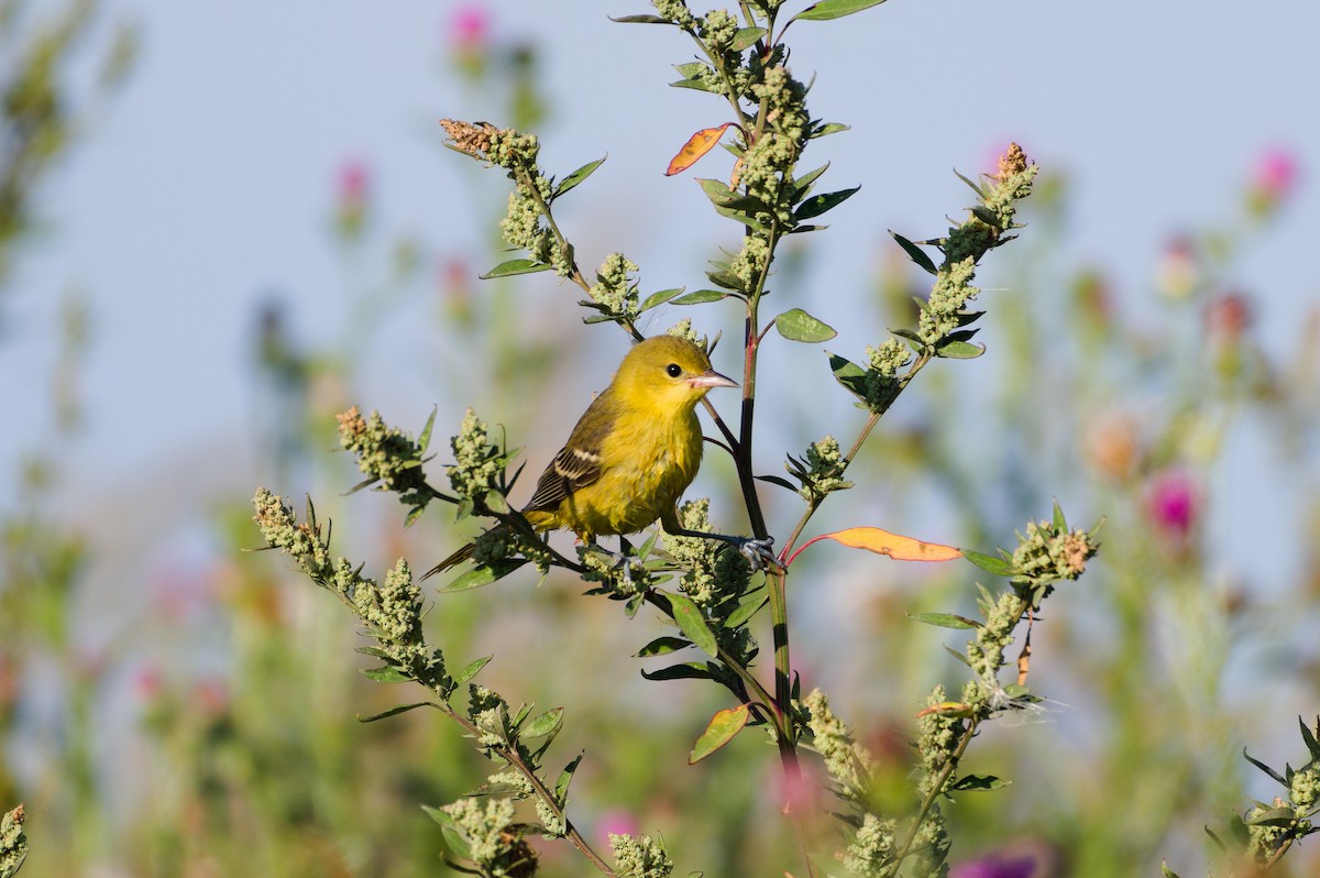 Orchard Oriole - ML641223538