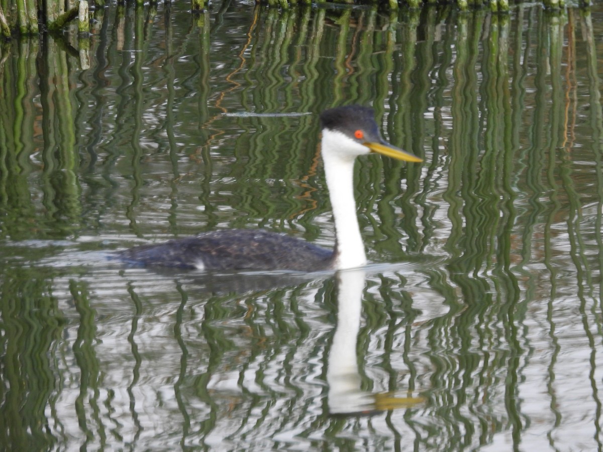 Western Grebe - ML641223551