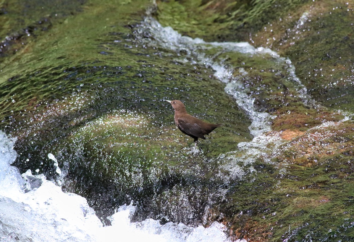 Brown Dipper - ML641223554