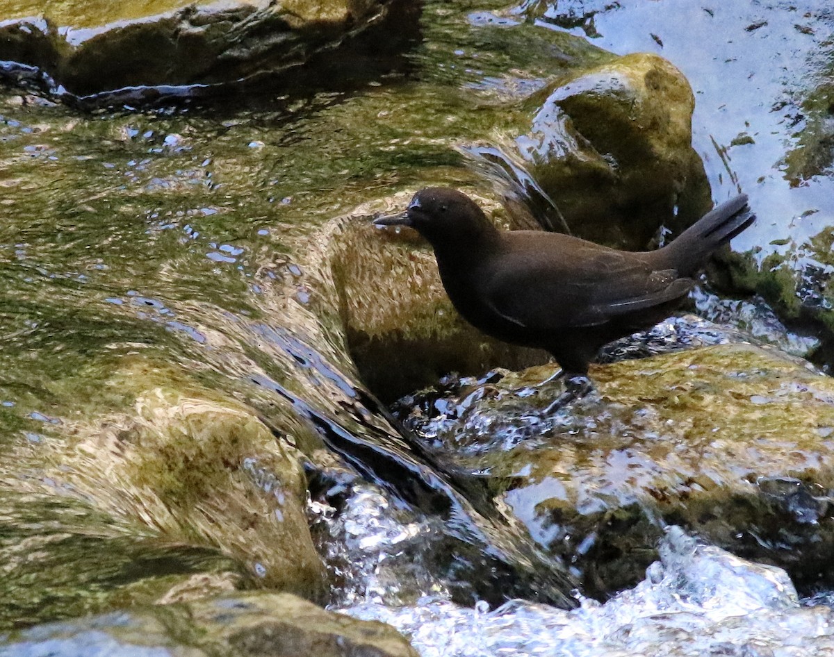 Brown Dipper - ML641223555