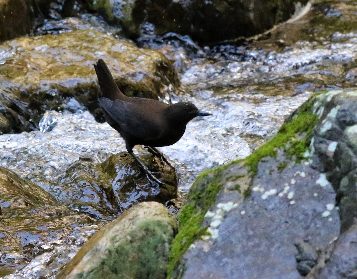 Brown Dipper - ML641223556