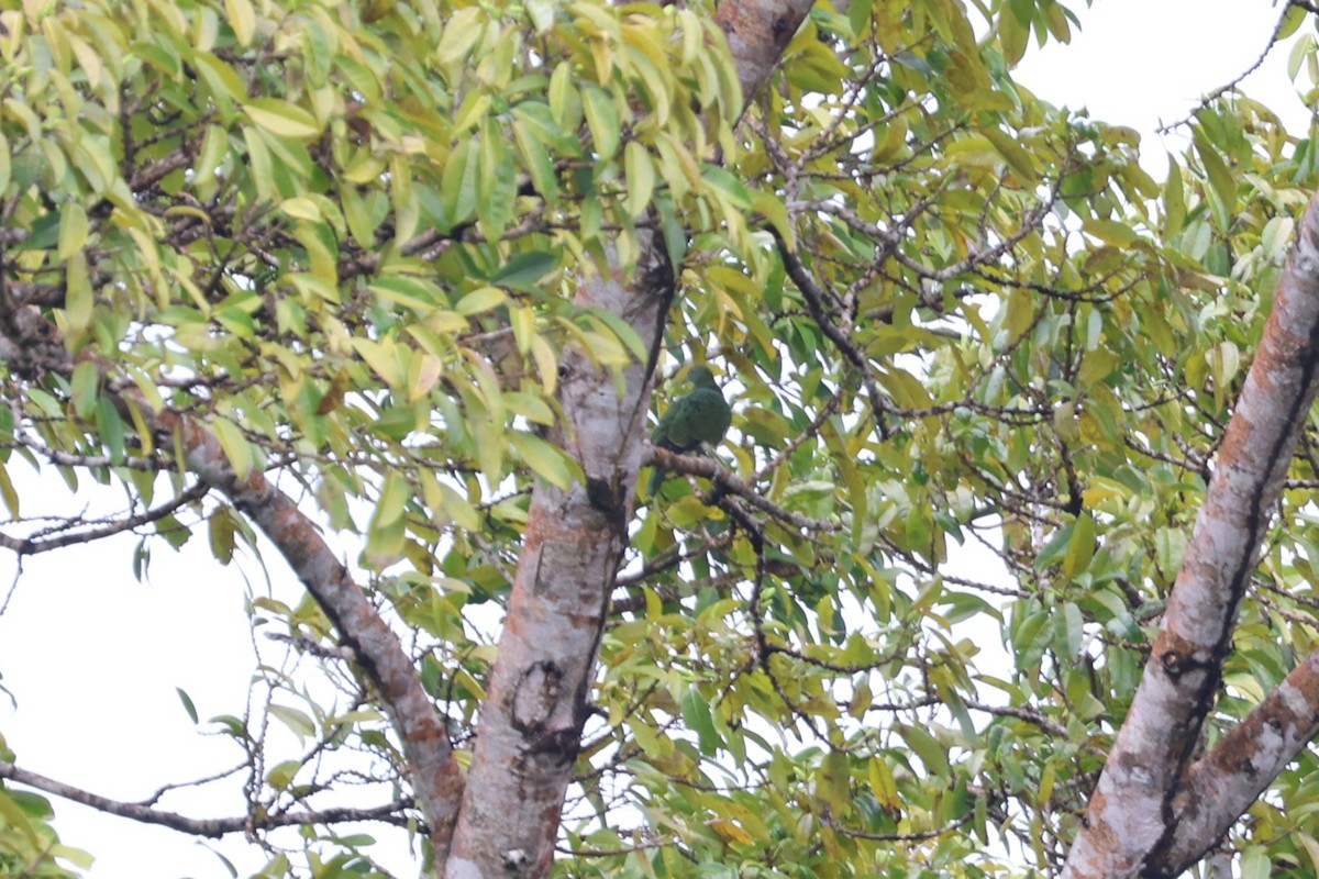 Superb Fruit-Dove - ML641223580