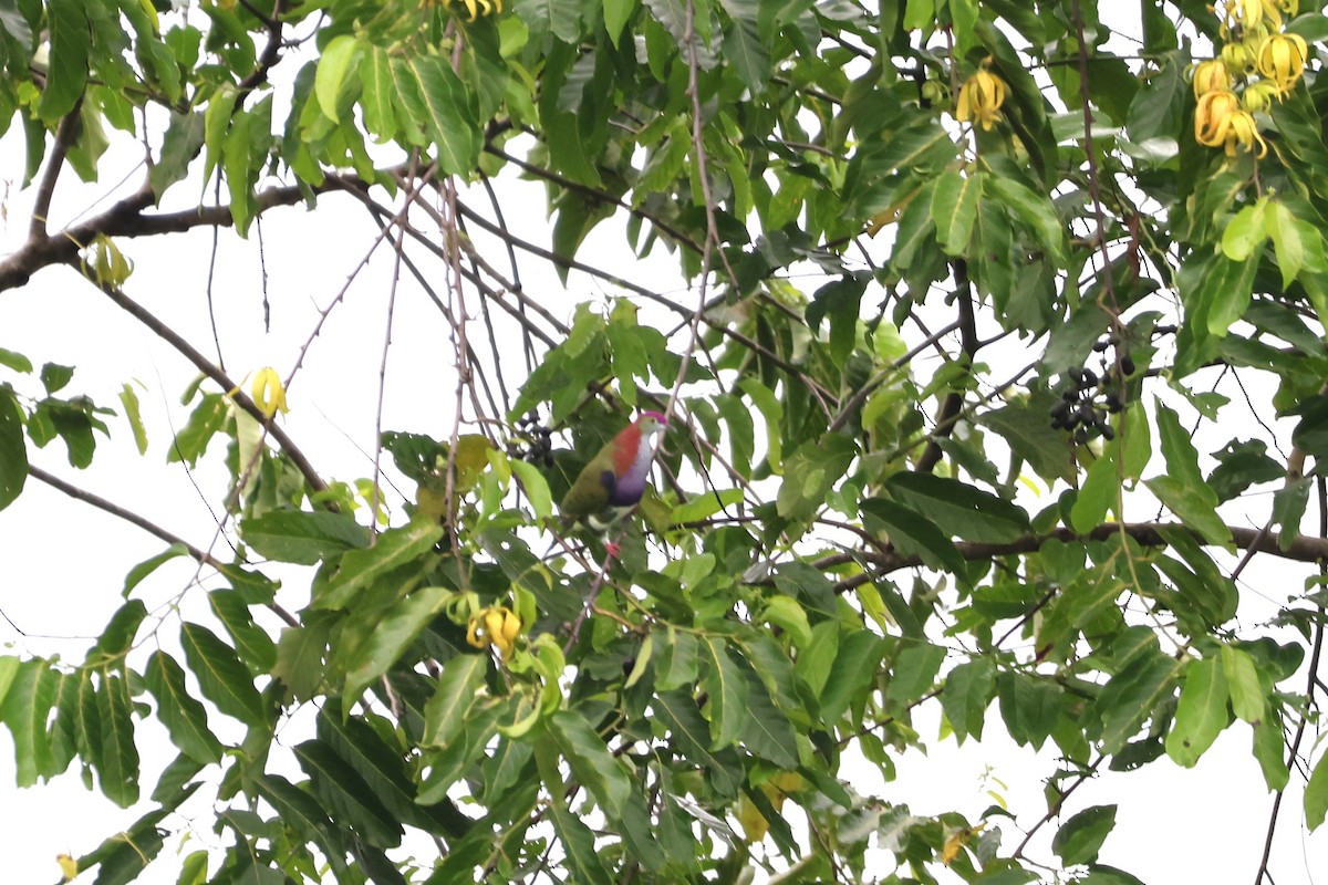 Superb Fruit-Dove - ML641223581