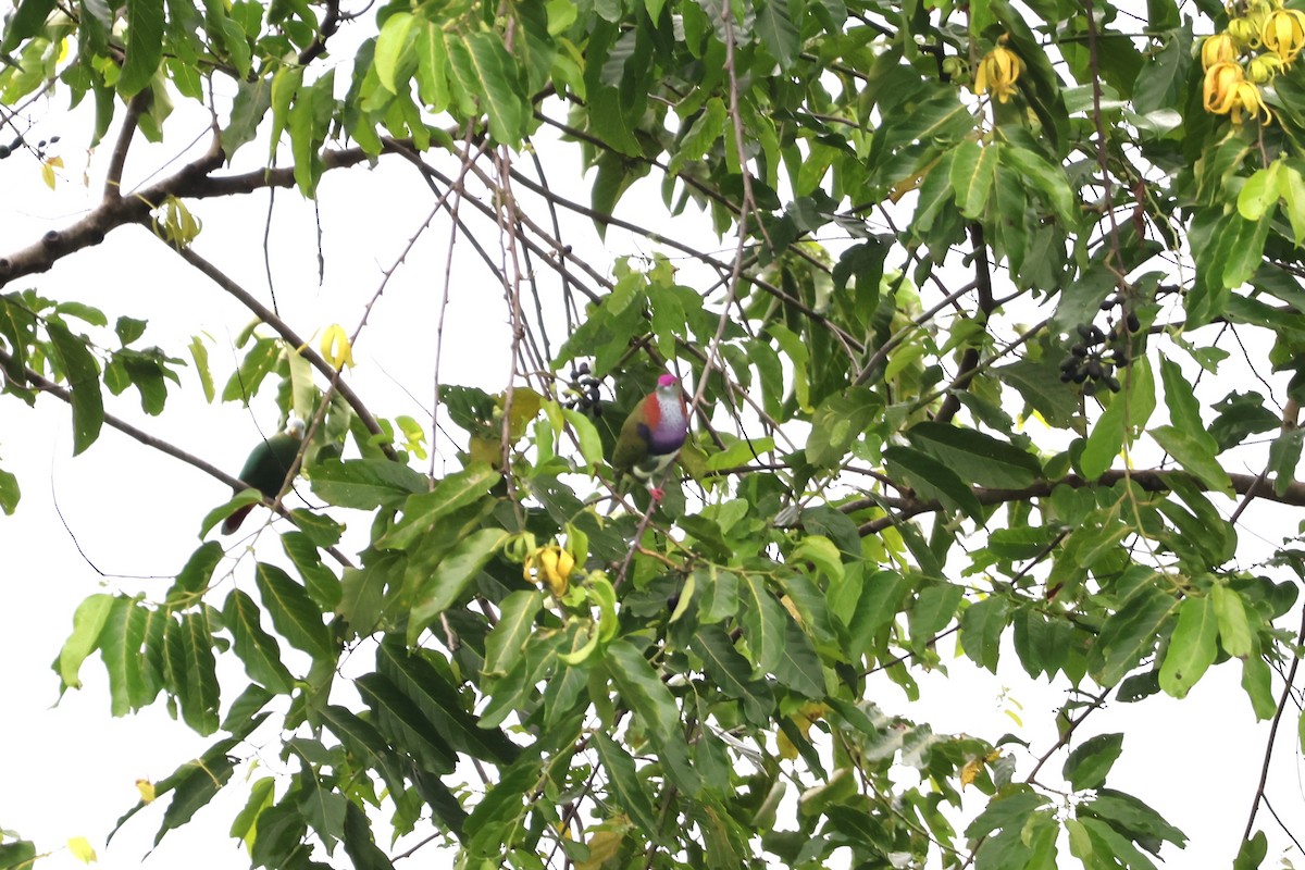 Superb Fruit-Dove - ML641223582