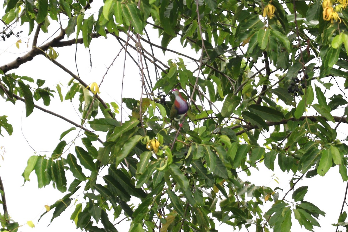 Superb Fruit-Dove - ML641223583