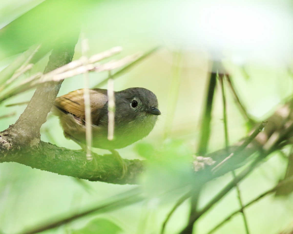 David's Fulvetta - ML641223596