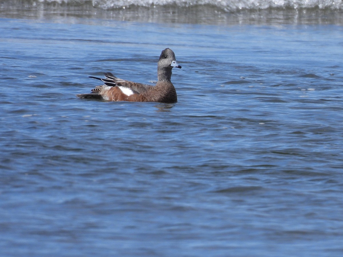 Canard d'Amérique - ML641223603