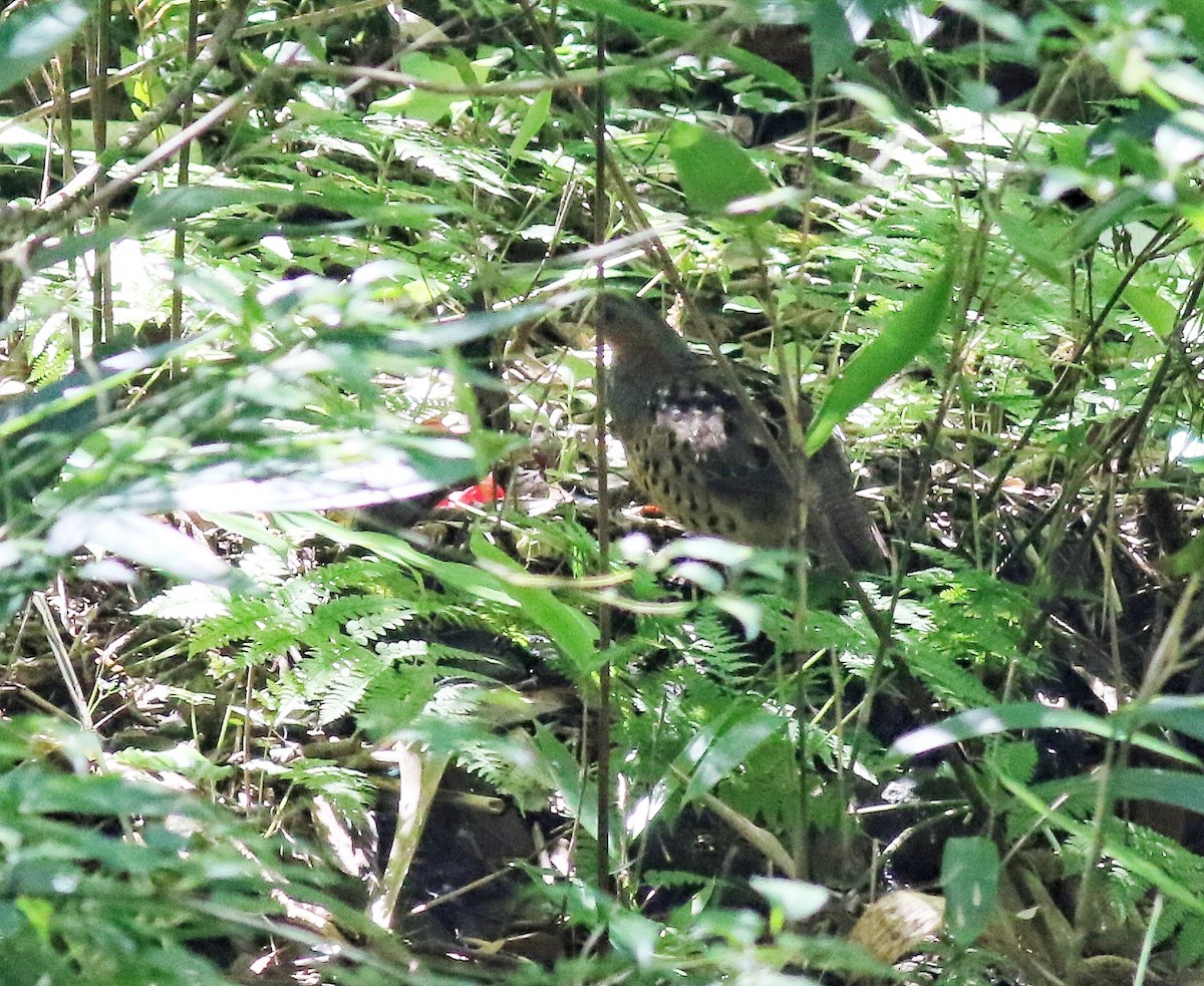 Chinese Bamboo-Partridge - ML641223611