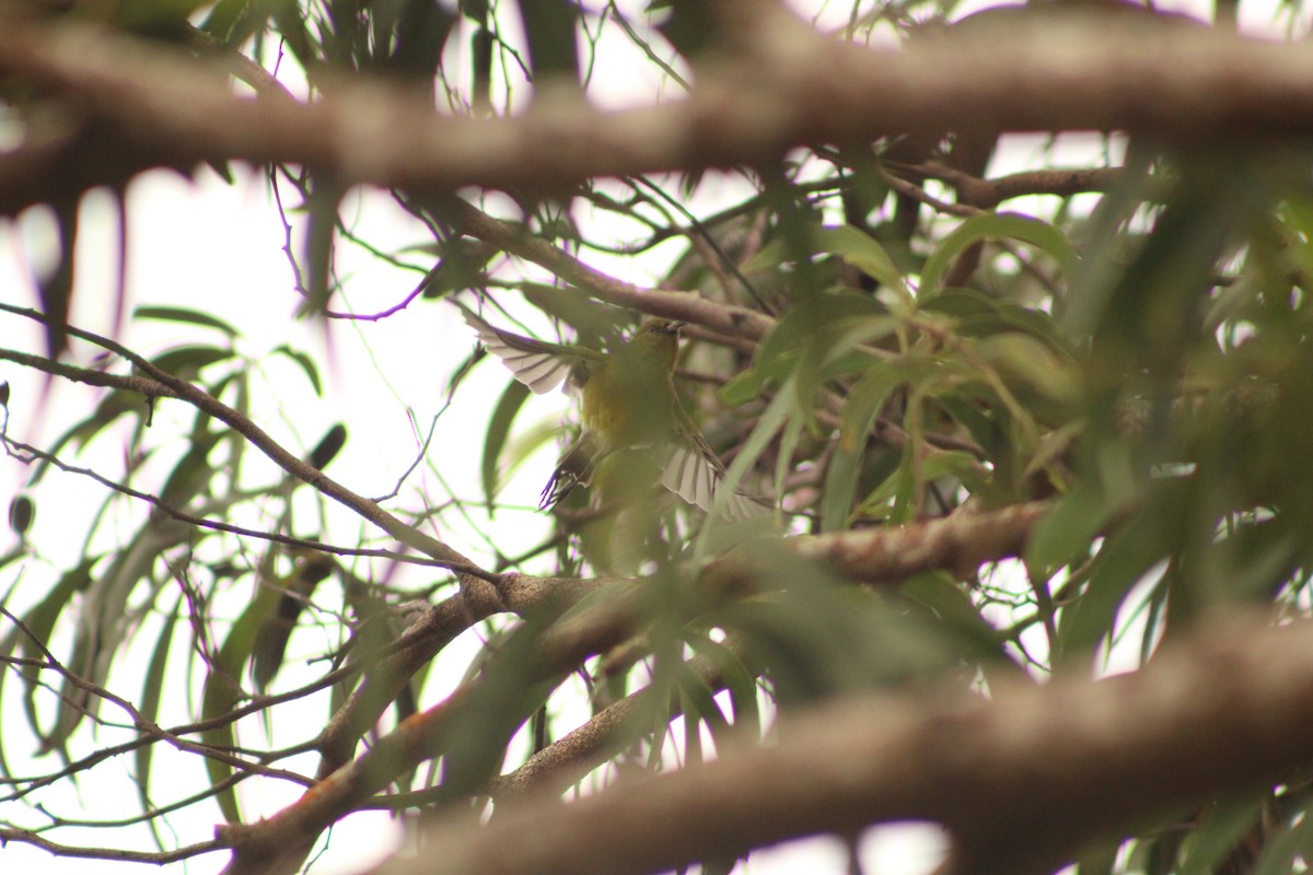 Oahu Amakihi - ML641223632