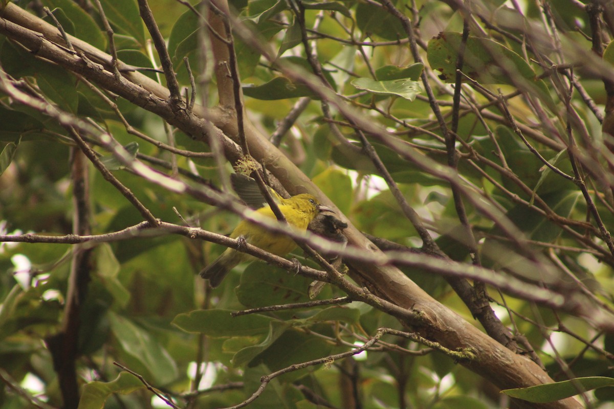 Oahu Amakihi - ML641223635