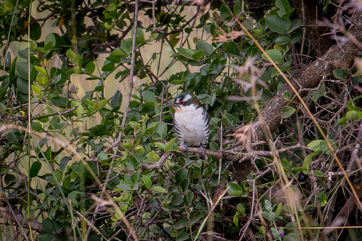 Dideric Cuckoo - ML641223643