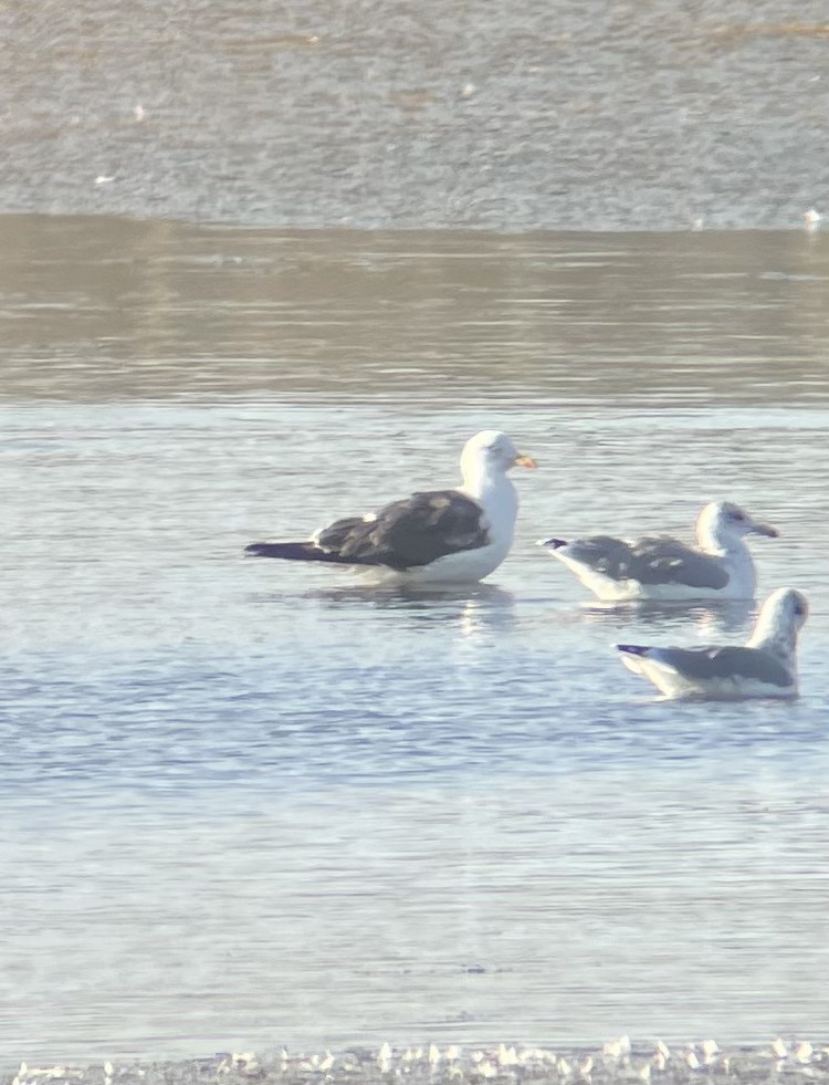 Lesser Black-backed Gull - ML641223661