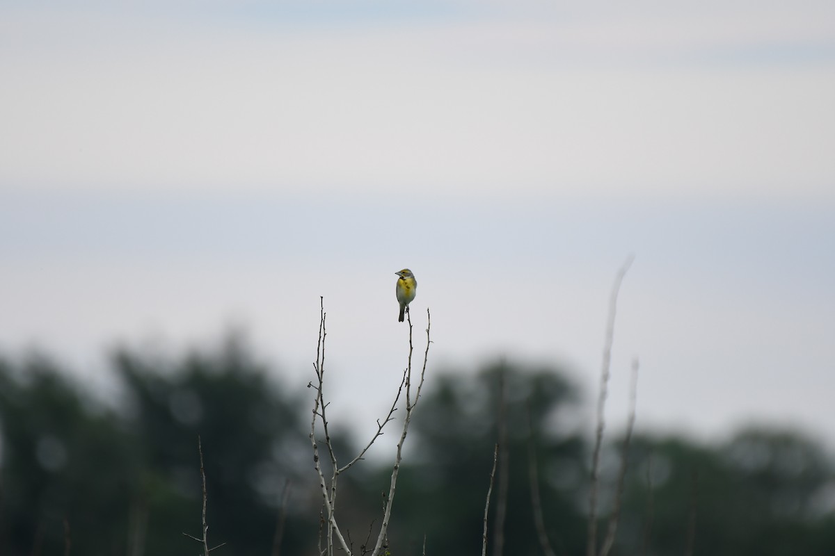 Dickcissel - ML641223673