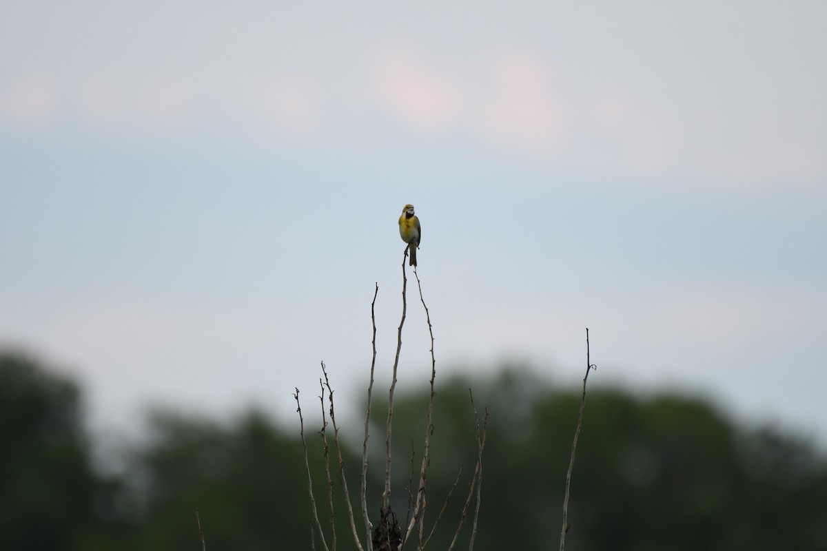 Dickcissel - ML641223674