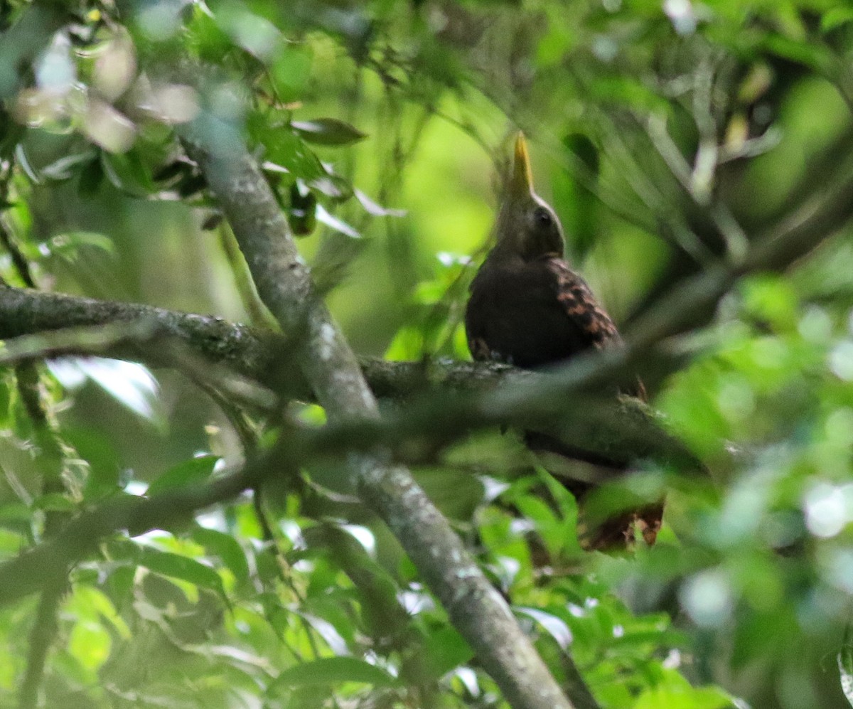 Bay Woodpecker - ML641223676