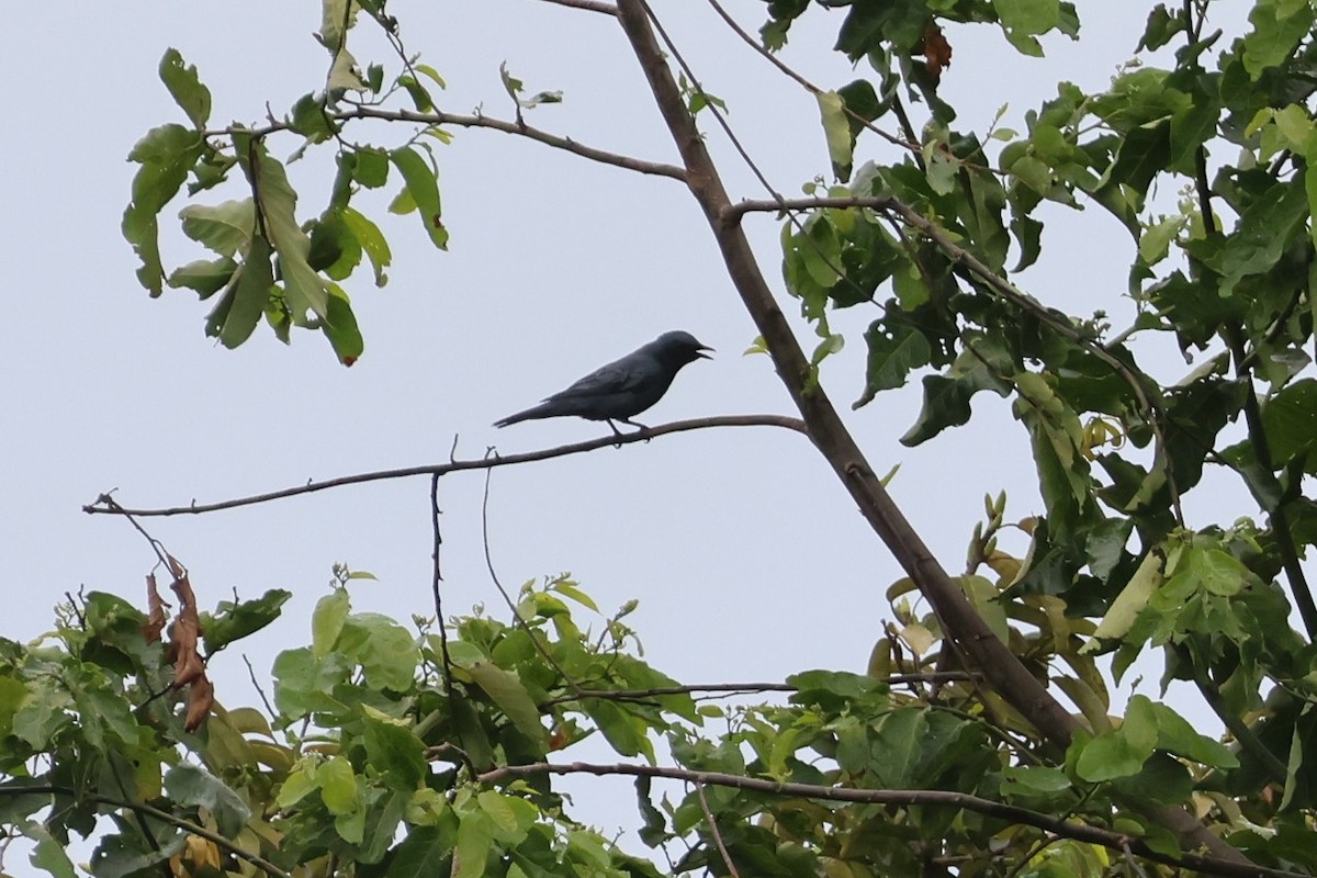 Sulawesi Cicadabird - ML641223721
