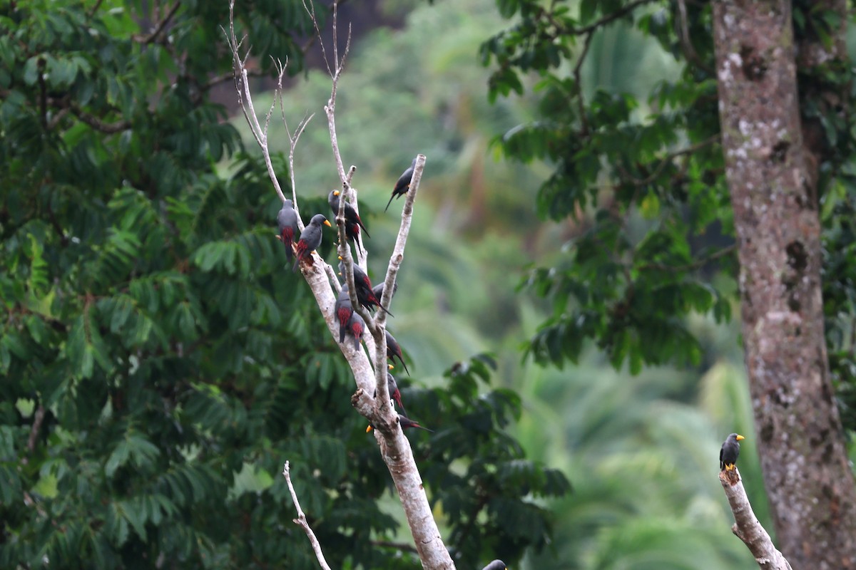 Finch-billed Myna - ML641223733