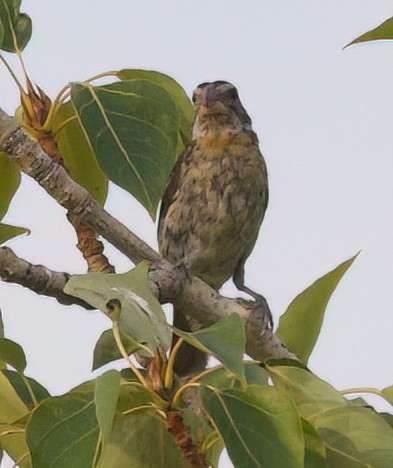 Black-headed Grosbeak - ML641223785