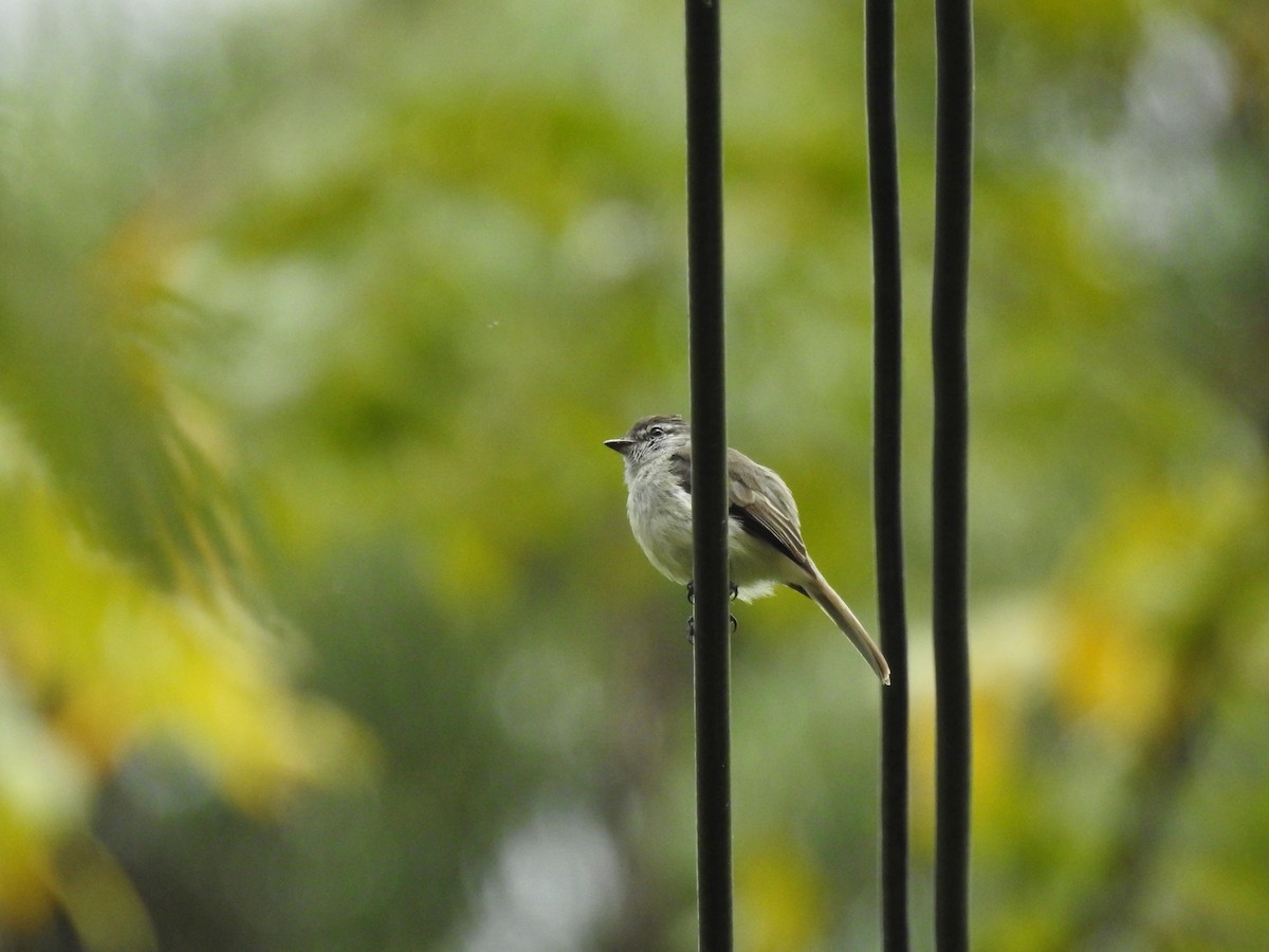 Sooty-headed Tyrannulet (caucae) - ML641223812