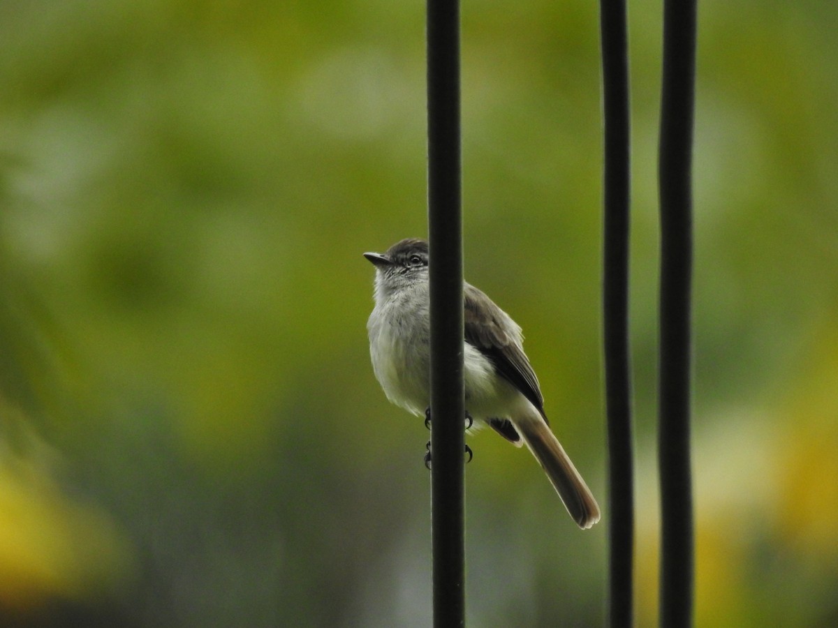 Sooty-headed Tyrannulet (caucae) - ML641223813