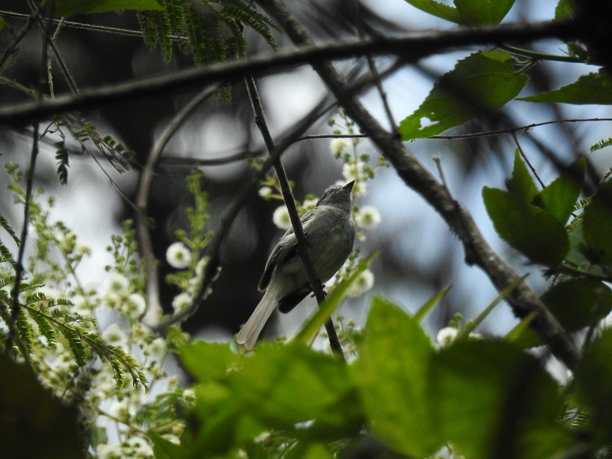 Sooty-headed Tyrannulet (caucae) - ML641223814