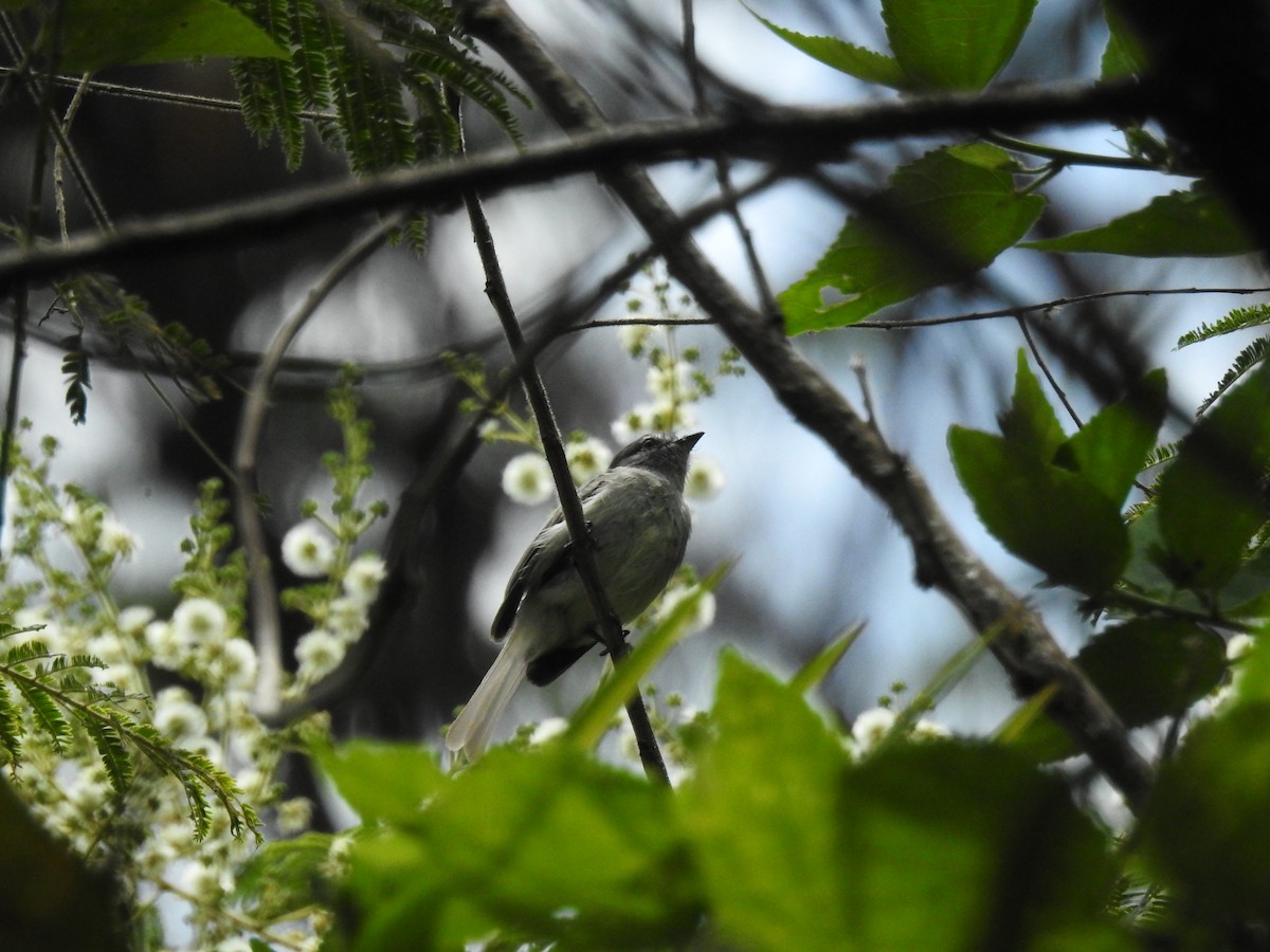 Sooty-headed Tyrannulet (caucae) - ML641223815