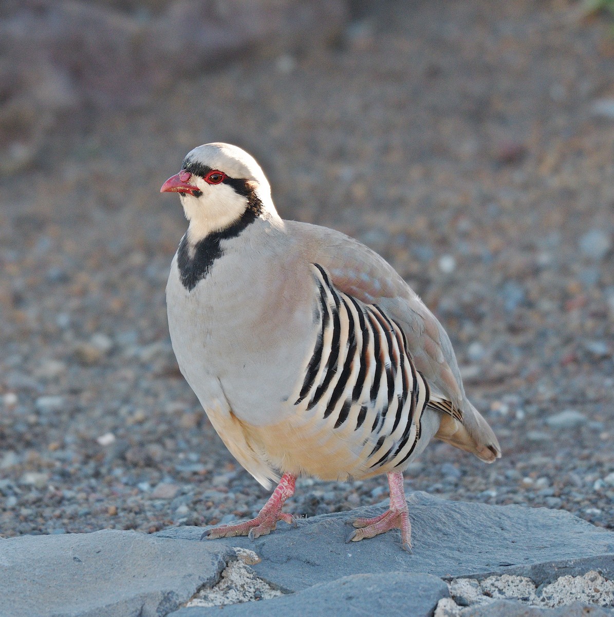 Chukar - ML641223825