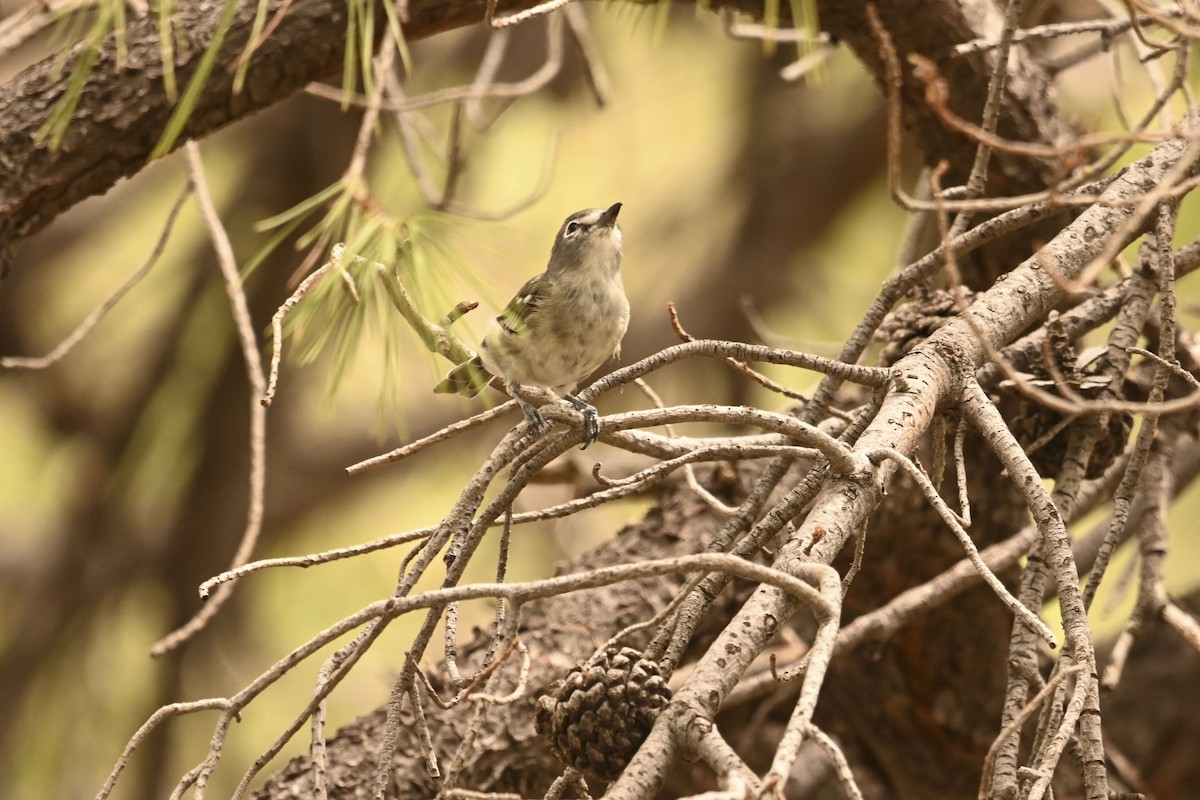 Plumbeous Vireo - ML641223832
