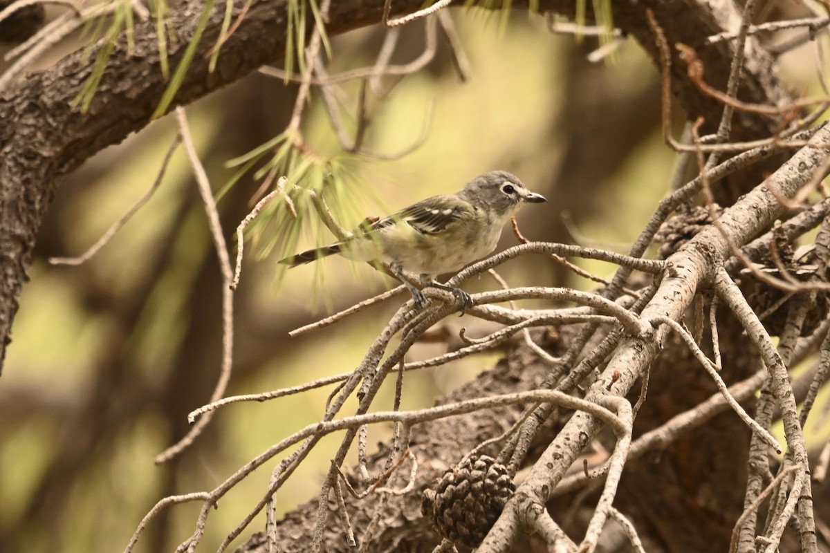 Plumbeous Vireo - ML641223833