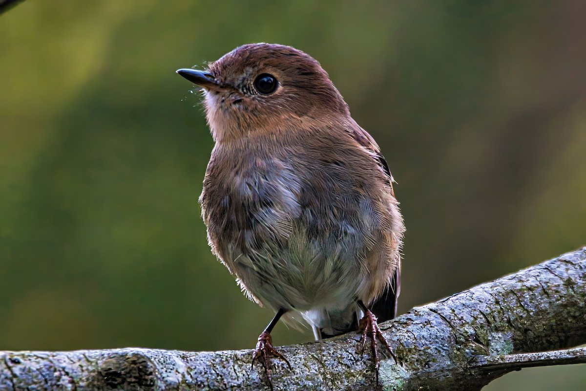 Pink Robin - ML641223866
